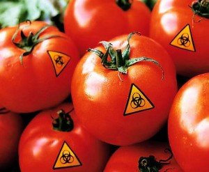 Paleo Diet GMO Tomatoes Ingredients