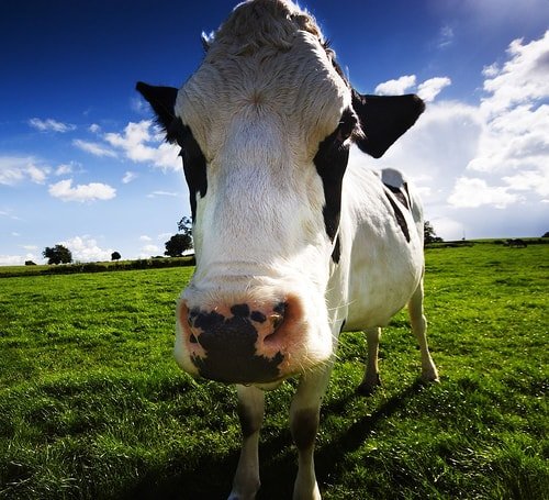 Cow paleo meets vegan-min