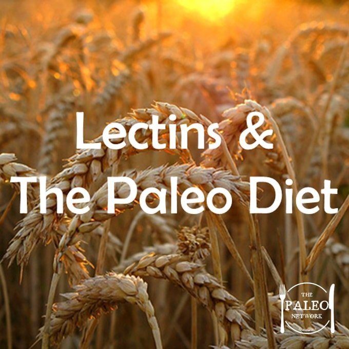 The Paleo Diet Lectins Grains Gluten Wheat-min