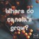 Where Canola's Grow Rapeseed oil vegetable oil healthy paleo diet-min